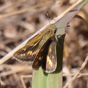 Taractrocera papyria at O'Connor, ACT - 9 Mar 2023