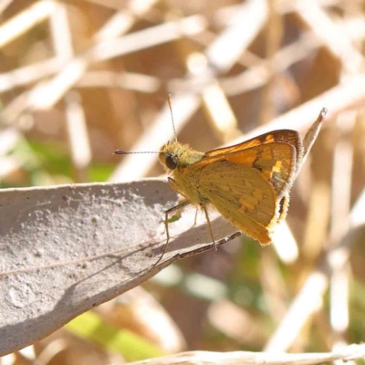 Ocybadistes walkeri (Green Grass-dart) at O'Connor, ACT - 8 Mar 2023 by ConBoekel