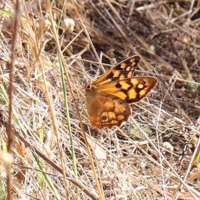 Heteronympha paradelpha (Spotted Brown) at O'Connor, ACT - 8 Mar 2023 by ConBoekel
