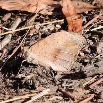 Heteronympha merope (Common Brown Butterfly) at Dryandra St Woodland - 8 Mar 2023 by ConBoekel