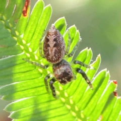 Opisthoncus nigrofemoratus (Black-thighed jumper) at Dryandra St Woodland - 8 Mar 2023 by ConBoekel