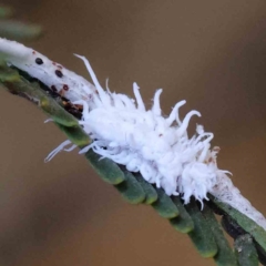 Cryptolaemus montrouzieri (Mealybug ladybird) at O'Connor, ACT - 9 Mar 2023 by ConBoekel