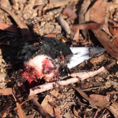 Gymnorhina tibicen (Australian Magpie) at Dryandra St Woodland - 9 Mar 2023 by ConBoekel