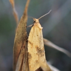 Merophyas divulsana (Lucerne Leafroller) at Mount Painter - 10 May 2023 by CathB