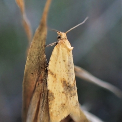 Merophyas divulsana (Lucerne Leafroller) at Cook, ACT - 10 May 2023 by CathB