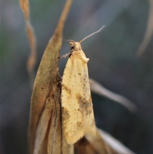 Merophyas divulsana at Cook, ACT - 10 May 2023 05:56 PM