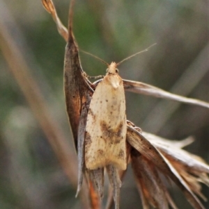 Merophyas divulsana at Cook, ACT - 10 May 2023 05:56 PM