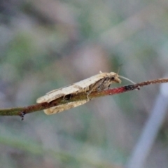 Merophyas divulsana at Cook, ACT - 10 May 2023 05:56 PM