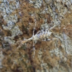 Stenolemus sp. (genus) (Thread-legged assassin bug) at Mount Painter - 12 May 2023 by CathB