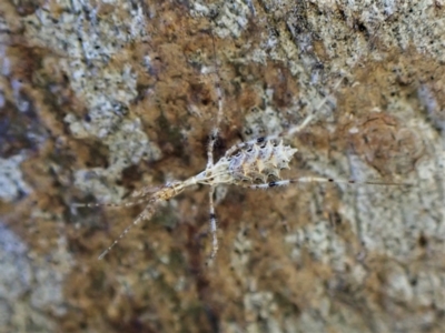 Stenolemus sp. (genus) (Thread-legged assassin bug) at Cook, ACT - 12 May 2023 by CathB