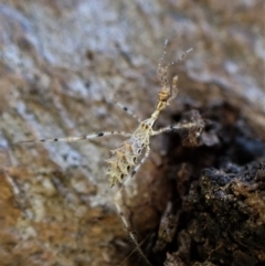 Stenolemus sp. (genus) at Cook, ACT - 12 May 2023 05:21 PM