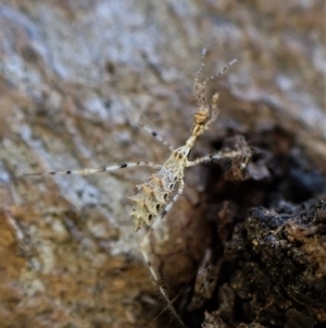 Stenolemus sp. (genus) at Cook, ACT - 12 May 2023