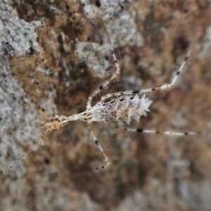 Stenolemus sp. (genus) at Cook, ACT - 12 May 2023 05:21 PM