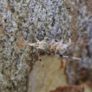 Stenolemus sp. (genus) at Cook, ACT - 12 May 2023