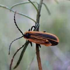 Lycidae sp. (family) (Net-winged beetle) at Aranda Bushland - 14 May 2023 by CathB