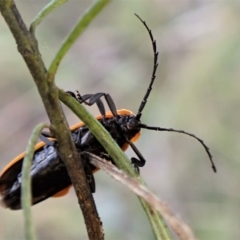 Lycidae sp. (family) at Aranda Bushland - 14 May 2023