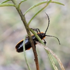 Lycidae sp. (family) at Aranda Bushland - 14 May 2023 01:31 PM