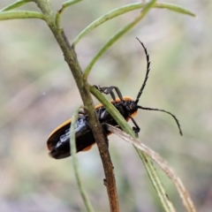 Lycidae sp. (family) at Aranda Bushland - 14 May 2023