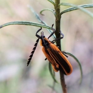 Lycidae sp. (family) at Aranda Bushland - 14 May 2023 01:31 PM