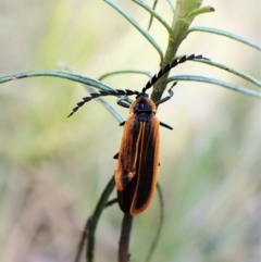 Lycidae sp. (family) at Aranda Bushland - 14 May 2023