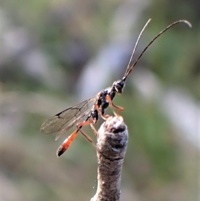 Monomachus antipodalis (A parasitic wasp) at Aranda Bushland - 14 May 2023 by CathB