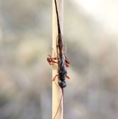 Monomachus antipodalis at Cook, ACT - 14 May 2023