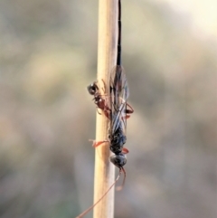 Monomachus antipodalis at Cook, ACT - 14 May 2023