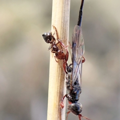 Crematogaster sp. (genus) (Acrobat ant, Cocktail ant) at Cook, ACT - 14 May 2023 by CathB