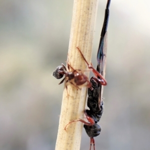 Crematogaster sp. (genus) at Cook, ACT - 14 May 2023