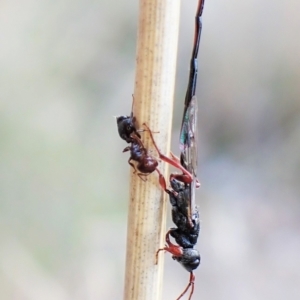 Crematogaster sp. (genus) at Cook, ACT - 14 May 2023