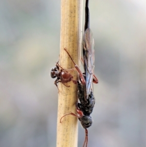 Crematogaster sp. (genus) at Cook, ACT - 14 May 2023