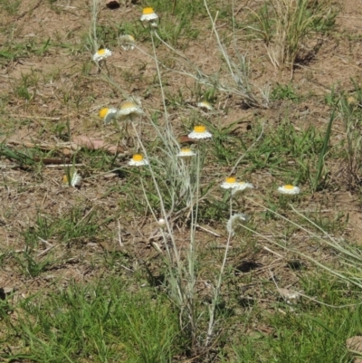 Leucochrysum albicans subsp. tricolor (Hoary Sunray) at Jarramlee-West MacGregor Grasslands - 25 Nov 2022 by michaelb