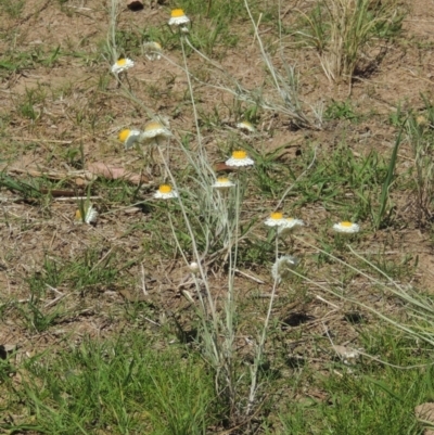 Leucochrysum albicans subsp. tricolor (Hoary Sunray) at Macgregor, ACT - 25 Nov 2022 by MichaelBedingfield