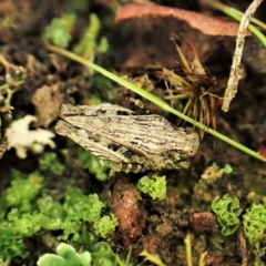 Tetrigidae (family) (Pygmy grasshopper) at Cook, ACT - 10 May 2023 by CathB