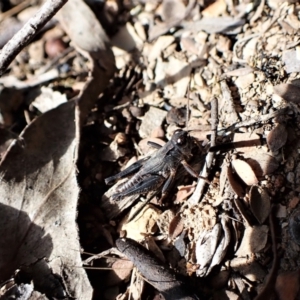 Phaulacridium vittatum at Aranda, ACT - 14 May 2023