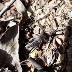 Phaulacridium vittatum (Wingless Grasshopper) at Aranda, ACT - 14 May 2023 by CathB