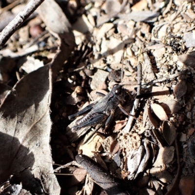 Phaulacridium vittatum (Wingless Grasshopper) at Aranda Bushland - 14 May 2023 by CathB