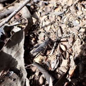 Phaulacridium vittatum at Aranda, ACT - 14 May 2023