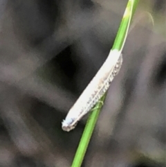 Ceromitia leptosticta (A Fairy moth) at Mount Painter - 15 May 2023 by CathB