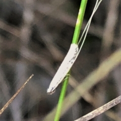 Ceromitia leptosticta at Cook, ACT - 15 May 2023 11:18 AM