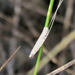 Ceromitia leptosticta at Cook, ACT - 15 May 2023