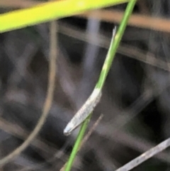 Ceromitia leptosticta at Cook, ACT - 15 May 2023 11:18 AM