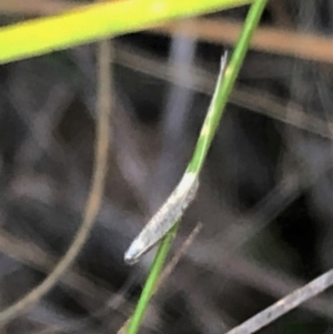 Ceromitia leptosticta at Cook, ACT - 15 May 2023 11:18 AM