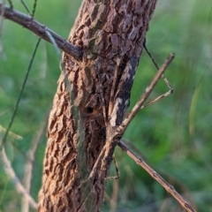 Zaprochilus australis (Twig-mimic katydid) at Watson, ACT - 14 May 2023 by AniseStar