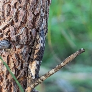 Zaprochilus australis at Watson, ACT - 14 May 2023 04:15 PM