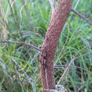 Zaprochilus australis at Watson, ACT - 14 May 2023