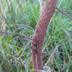 Zaprochilus australis at Watson, ACT - 14 May 2023