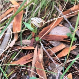 Diplodium truncatum at Cook, ACT - 15 May 2023