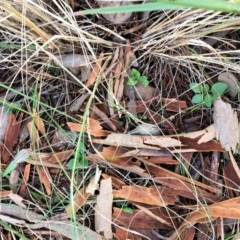 Diplodium truncatum at Cook, ACT - 15 May 2023