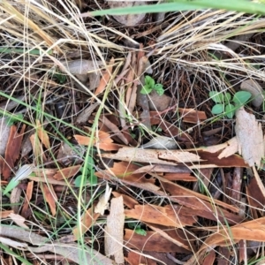 Diplodium truncatum at Cook, ACT - 15 May 2023